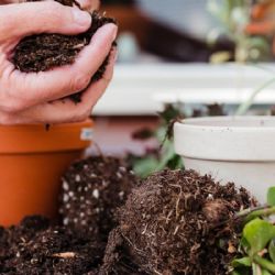 Nové jarní zvyky. Sázení nebo online kasino Sportaza