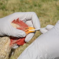 Ptačí chřipka v Xaverově - 35 000 nosnic utraceno