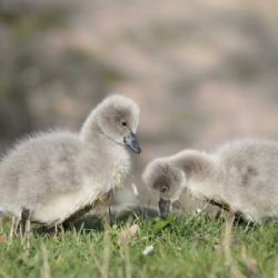 V jihlavské zoo se vylíhla mláďata labutě černé, vzácného druhu z Austrálie