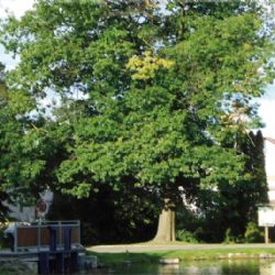 V Havlíčkově Brodě si připomenou Den stromů