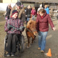 Umí si kůň hrát? Zjišťovali v Jihlavě