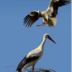Fotografická soutěž Photographia Natura 2016 zná vítěze
