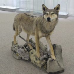 Preparát vlka rozšířil sbírky jihlavského muzea