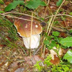 Své houby můžete identifikovat v Muzeu Vysočiny Jihlava