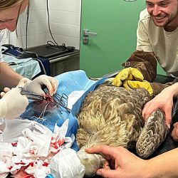 Zraněný orel mořský nalezen u Pelhřimova