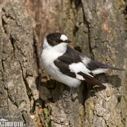 Nová přírodní rezervace Staré duby na Třebíčsku  