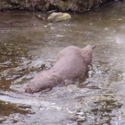 Škody za více než dva miliony způsobili vydry a bobři na Vysočině