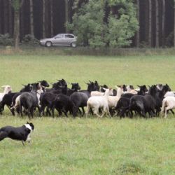 Chaloupky navštívily stovky argonautů