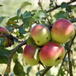 Ovocné stromy do české krajiny patří