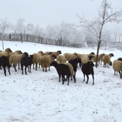 Zima na statku na Vysočině jako za starých časů