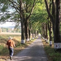 Přes padesát alejí kandiduje na Ale roku 2016