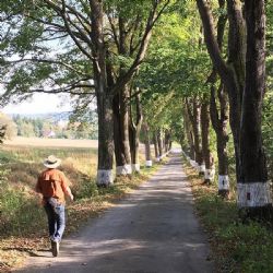 Už posedmé se hledá i na Vysočině Alej roku. Nominovat ji může každý