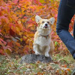 Co je krmivo pro psy a jaké jsou jeho druhy?
