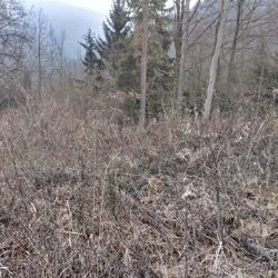 Dvousettisícová pokuta za nezalesnění vytěžené holiny pro firmu SAARLES