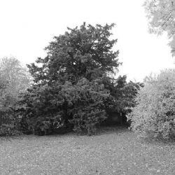 Vilémovický tis jde do soutěže