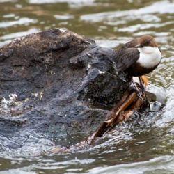 Na Jihlavsku hledali na Nový rok skorce vodního a našli