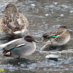 Ornitologové a jejich příznivci na Jihlavsku vyrazili za opeřenci