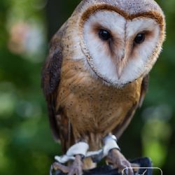 Podzimní Festival ptactva v Jihlavě