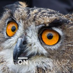 Výr z Pavlova se po uzdravení vrátil do přírody