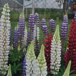 „Krásná lupina ohrožuje ekosystémy Vysočiny“