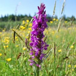 Kvetoucí orchideje lákají turisty na Vysočinu