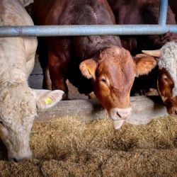 Nový virus hrozí českým farmám: izolace a přísná opatření