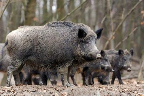 obrázek:Vysočina bojuje s morem: Výkup čelistí černé zvěře jako nová strategie