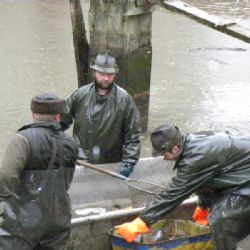 Výlovy rozsochateckých rybníků