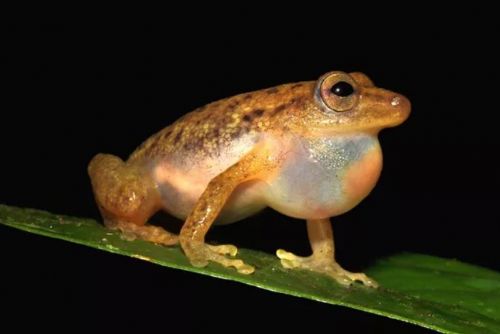 Foto: Čeští vědci popsali nový rod žáby z Konga