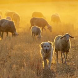 Zemědělství se koncentruje do větších podniků, ubylo chovatelů hospodářských zvířat