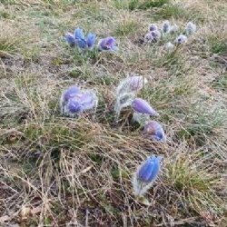 Jarní Květiny na Vysočině: Krása, Péče a Ochrana