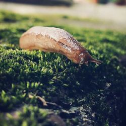 Slimáci na ústupu: Sucho je zatím zahnalo, návrat je však možný