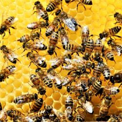 Včelařství na Vysočině: Nové úly a chladné jaro!