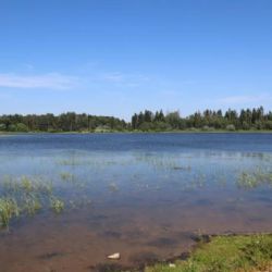 Velkopařezitý rybník má čistou vodu