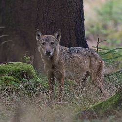 Vlci útočí na farmy na Vysočině: Farmáři posilují zabezpečení
