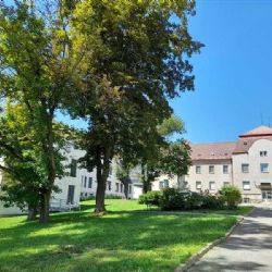 Vysočina obnovuje zeleň u nemocnice: nové stromy, lepší biodiverzita