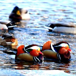 Ornitologické vzácnosti ve Světlé nad Sázavou 