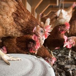 H5N1 v Habrech: 35 000 nosnic utraceno