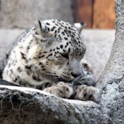 Jihlavská ZOO slaví narození irbisích dvojčat