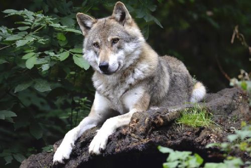 Foto: Kraj Vysočina vyplatil rekordní náhrady za škody způsobené chráněnými živočichy