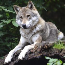 Kraj Vysočina vyplatil rekordní náhrady za škody způsobené chráněnými živočichy