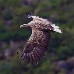 Vysočina chrání orly mořské před nelegálními otravami