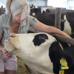 Vysočina je zemědělství, kráva a voda 