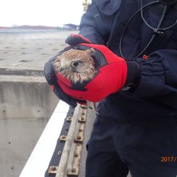 Hasiči v elektrárně Dukovany vysvobozovali poštolku uvězněnou v asfaltu