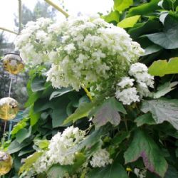 Jaroměřické setkání s hortenziemi a komulemi u Vejtasů