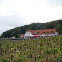 Sádecké hody nabídnou i křest knihy o vinné révě