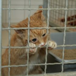 Opuštěná zvířata na Vysočině se těší na plné misky