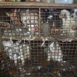 Dvě stovky psů odebrali veterináři chovatelce v Kamenici nad Lipou