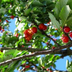 Dobrovolníci obnovili téměř stoletý Štursův sad na Žďársku