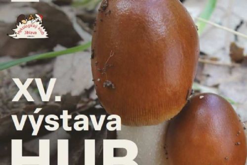 obrázek:Houbaři slaví: Plné košíky a aktuální mapa hub online!